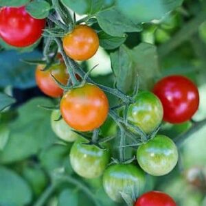 Tomates cerises Miel du Mexique mûrissantes
