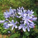 Agapanthus africanus - Inflorescence
