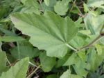 Graines Althaea officinalis, Graines de Guimauve, Guimauve officinale