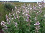 Graines Althaea officinalis, Graines de Guimauve, Guimauve officinale