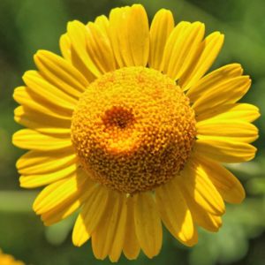 Anthemis tinctoria - Détails d'une fleur