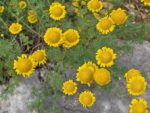 Anthemis tinctoria - Vue de haut des fleurs