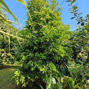 Diospyros nigra - Vue générale