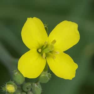 Diplotaxis tenuifolia - Détails d'une fleur
