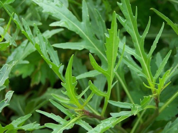 Diplotaxis tenuifolia - Feuillage