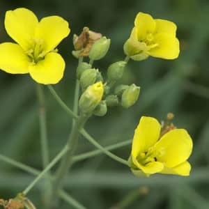 Diplotaxis tenuifolia - Inflorescence