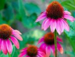 Echinacea purpurea - Capitules coniques