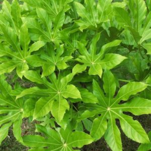 Fatsia japonica - Détails des feuilles