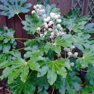 Fatsia japonica - Feuillage et Inflorescence