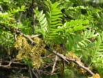 Gleditsia triacanthos -Feuillage et inflorescence