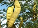 Gleditsia triacanthos - Infrutescence