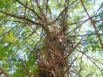 Gleditsia triacanthos - Tronc épineux