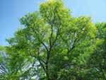Gleditsia triacanthos - Houppier étalé