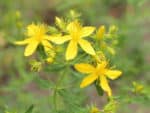 Hypericum perforatum - Inflorescence