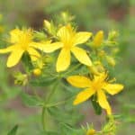 Hypericum perforatum - Inflorescence