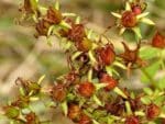 Hypericum perforatum - Infrutescence