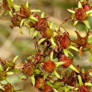 Hypericum perforatum - Infrutescence