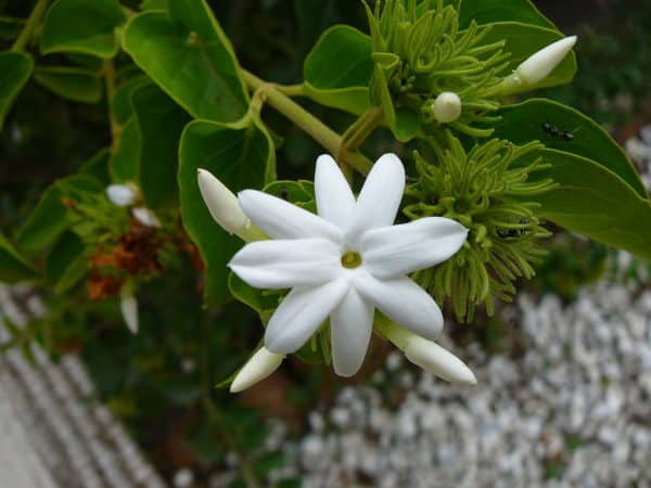 Jasminum multiflorum - Détail d'une fleur