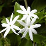 Jasminum multiflorum - Inflorescence