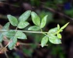 Jasminum nudiflorum - Détails d'une feuille