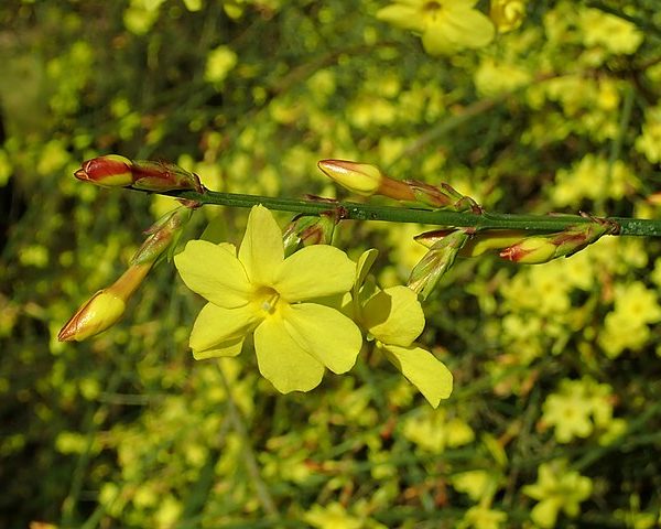 Jasminum nudiflorum - Détails d'une fleur