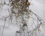 Jasminum nudiflorum - En hiver