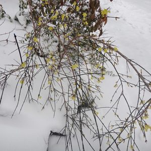 Jasminum nudiflorum - En hiver