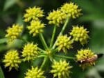 Levisticum officinalis - Infrutescence
