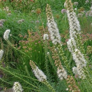 Liatris spicata 'Floristan White' - Détails d'une fleur