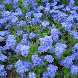 Myosotis sylvatica compacta 'Indigo Blue' - Floraison