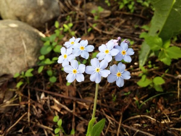 Myosotis sylvatica compacta 'Light-Blue' - Vue générale