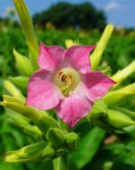 Nicotiana tabacum - Détails d'une fleur