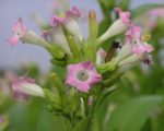 Nicotiana tabacum - Inflorescence