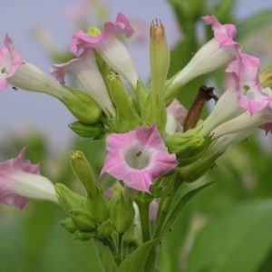 Nicotiana tabacum - Inflorescence