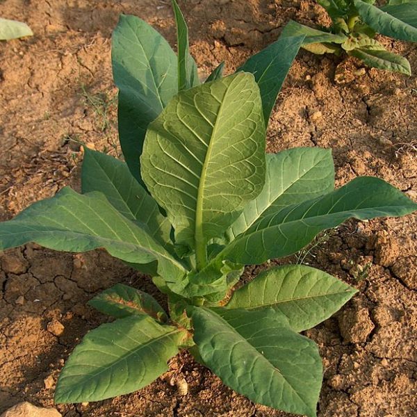 Nicotiana tabacum - Jeune plante