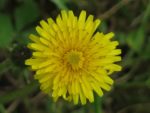 Taraxacum officinale - Détails d'une fleur
