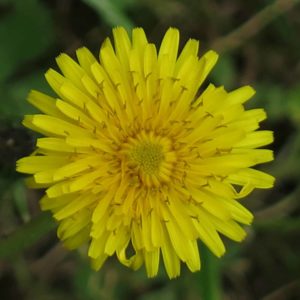 Taraxacum officinale - Détails d'une fleur