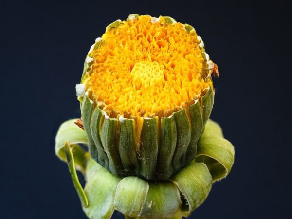 Taraxacum officinale - Fleur fermée
