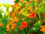 Graines de Capucine, Graines de Capucine des jardins, Graines Tropaeolum majus