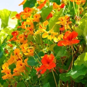 Graines de Capucine, Graines de Capucine des jardins, Graines Tropaeolum majus