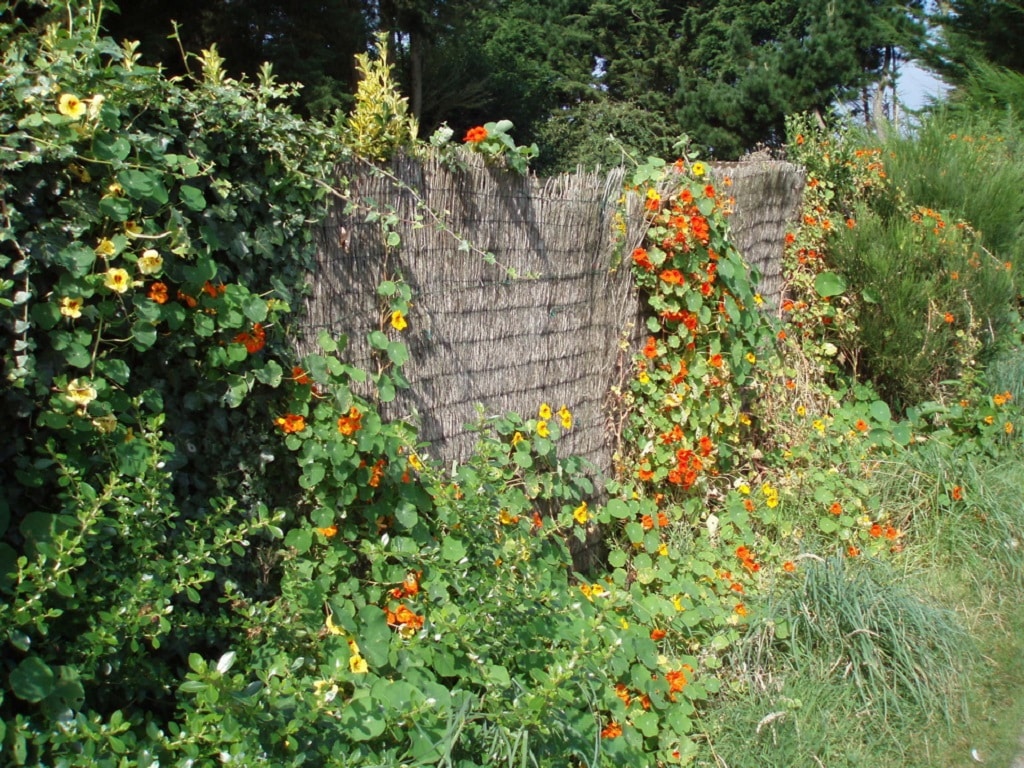 Graines Capucine Naine Bio Tropaeolum Majus - Fleurs Comestibles Colorées, Facile à Cultiver En Pot Ou Massif - Semis Mars à Mai