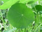 Feuille de Tropaeolum majus - Graines de Capucine
