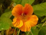 Graines de Capucine, Graines de Capucine des jardins, Graines Tropaeolum majus