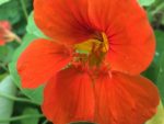 Graines de Capucine, Graines de Capucine des jardins, Graines Tropaeolum majus