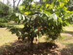 Theobroma cacao, Arbre de Cacaoyer, Graines de Theobroma cacao, Graines de Cacaoyer