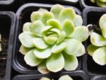 Echeveria elegans jeune plant