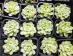 Echeveria elegans jeunes plants