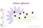 Graines d'Althaea officinalis
