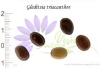 Graines de Gleditsia triacanthos