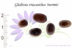 Graines de Gleditsia triacanthos f. inermis